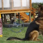 La imagen 2 de la Empresa ATLAS PASTOR ALEMAN DE ORIGEN VITAMINAS PARA ANIMALES en Limache VS