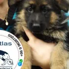 La imagen 3 de la Empresa ATLAS PASTOR ALEMAN DE ORIGEN VITAMINAS PARA ANIMALES en Limache VS