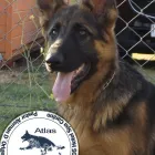 La imagen 4 de la Empresa ATLAS PASTOR ALEMAN DE ORIGEN VITAMINAS PARA ANIMALES en Limache VS