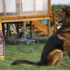 La imagen 5 de la Empresa ATLAS PASTOR ALEMAN DE ORIGEN VITAMINAS PARA ANIMALES en Limache VS