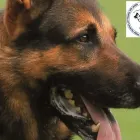 La imagen 6 de la Empresa ATLAS PASTOR ALEMAN DE ORIGEN VITAMINAS PARA ANIMALES en Limache VS