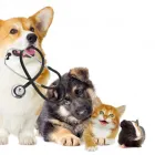 La imagen 1 de la Empresa CLÍNICA VETERENARIA PETS LIFE Urgencias en Puerto Montt LL