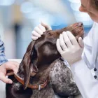 La imagen 2 de la Empresa CLÍNICA VETERENARIA PETS LIFE Urgencias en Puerto Montt LL