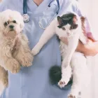 La imagen 3 de la Empresa CLÍNICA VETERENARIA PETS LIFE Urgencias en Puerto Montt LL