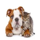 La imagen 1 de la Empresa CLÍNICA VETERINARIA NUESTROS HERMANOS MENORES Servicio de veterinaria de emergencia en Renca RM