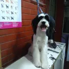 La imagen 3 de la Empresa DOG RIDERS GROOMER Peluquería de mascotas en Puente Alto RM