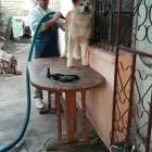 La imagen 5 de la Empresa DOG RIDERS GROOMER Peluquería de mascotas en Puente Alto RM