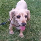 La imagen 1 de la Empresa FUNDACIÓN PERRIOT CANINO Servicio de veterinaria de emergencia en Lo Barnechea RM