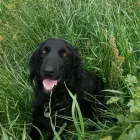 La imagen 2 de la Empresa FUNDACIÓN PERRIOT CANINO Servicio de veterinaria de emergencia en Lo Barnechea RM