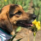 La imagen 3 de la Empresa FUNDACIÓN PERRIOT CANINO Servicio de veterinaria de emergencia en Lo Barnechea RM