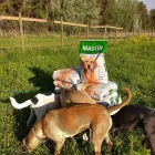 La imagen 4 de la Empresa FUNDACIÓN PERRIOT CANINO Servicio de veterinaria de emergencia en Lo Barnechea RM