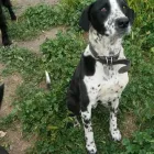 La imagen 5 de la Empresa FUNDACIÓN PERRIOT CANINO Servicio de veterinaria de emergencia en Lo Barnechea RM