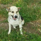 La imagen 6 de la Empresa FUNDACIÓN PERRIOT CANINO Servicio de veterinaria de emergencia en Lo Barnechea RM