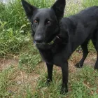 La imagen 7 de la Empresa FUNDACIÓN PERRIOT CANINO Servicio de veterinaria de emergencia en Lo Barnechea RM