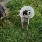 La imagen 8 de la Empresa FUNDACIÓN PERRIOT CANINO Servicio de veterinaria de emergencia en Lo Barnechea RM