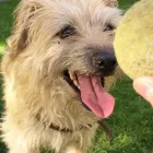 La imagen 9 de la Empresa FUNDACIÓN PERRIOT CANINO Servicio de veterinaria de emergencia en Lo Barnechea RM
