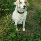 La imagen 10 de la Empresa FUNDACIÓN PERRIOT CANINO Servicio de veterinaria de emergencia en Lo Barnechea RM