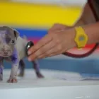 La imagen 2 de la Empresa HOSPITAL VETERINARIO CONCEPCIÓN TEST PARVOVIRUS en Concepción BI