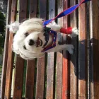 La imagen 1 de la Empresa INTEGRAVET Veterinaria en Las Condes RM