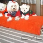 La imagen 2 de la Empresa INTEGRAVET Veterinaria en Las Condes RM