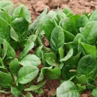 La imagen 1 de la Empresa LA HUERTA DEL PEZ Verduras Frescas en Quillota VS