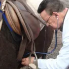 La imagen 2 de la Empresa MÉDICO VETERINARIO CARDIÓLOGO VETERINARIOS EQUINOS en Ñuñoa RM