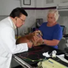 La imagen 3 de la Empresa MÉDICO VETERINARIO CARDIÓLOGO VETERINARIOS EQUINOS en Ñuñoa RM