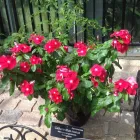 La imagen 1 de la Empresa RISCO NEIRA, LUIS Psiquiatras en Las Condes RM