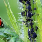 La imagen 2 de la Empresa SAIN CHILE Servicio de control de plagas en Viña del Mar VS