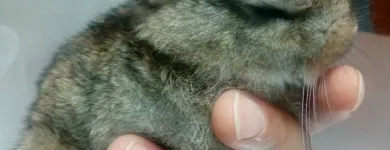 La imagen 2 de la Empresa CENTRO VETERINARIO INDEPENDENCIA Veterinaria Independencia en Valparaíso VS