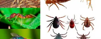 La imagen 1 de la Empresa EXTERMINACIÓN DE PLAGAS Termitas en Quilpué VS