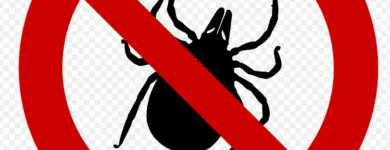 La imagen 4 de la Empresa EXTERMINACIÓN DE PLAGAS Termitas en Quilpué VS