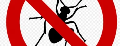 La imagen 5 de la Empresa EXTERMINACIÓN DE PLAGAS Termitas en Quilpué VS