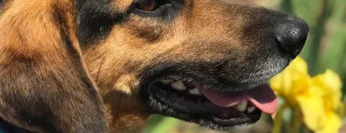 La imagen 3 de la Empresa FUNDACIÓN PERRIOT CANINO Servicio de veterinaria de emergencia en Lo Barnechea RM