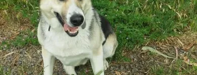 La imagen 6 de la Empresa FUNDACIÓN PERRIOT CANINO Servicio de veterinaria de emergencia en Lo Barnechea RM