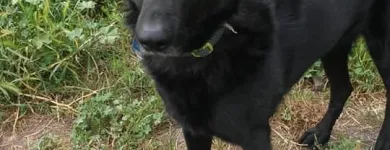 La imagen 7 de la Empresa FUNDACIÓN PERRIOT CANINO Servicio de veterinaria de emergencia en Lo Barnechea RM