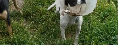 La imagen 8 de la Empresa FUNDACIÓN PERRIOT CANINO Servicio de veterinaria de emergencia en Lo Barnechea RM