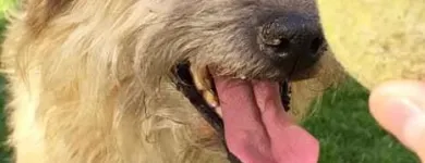 La imagen 9 de la Empresa FUNDACIÓN PERRIOT CANINO Servicio de veterinaria de emergencia en Lo Barnechea RM