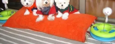 La imagen 2 de la Empresa INTEGRAVET Veterinaria en Las Condes RM