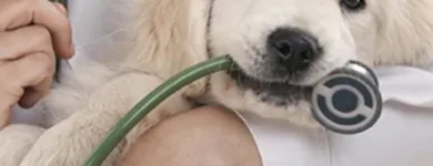 La imagen 4 de la Empresa MÉDICO VETERINARIO CARDIÓLOGO VETERINARIOS EQUINOS en Ñuñoa RM