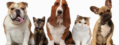 La imagen 5 de la Empresa MÉDICO VETERINARIO CARDIÓLOGO VETERINARIOS EQUINOS en Ñuñoa RM